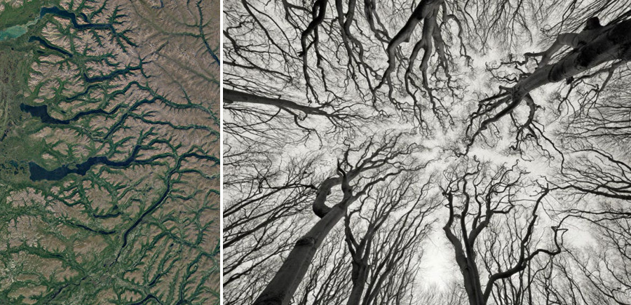 Фрактальные структуры природных объектов (русла рек, деревья)