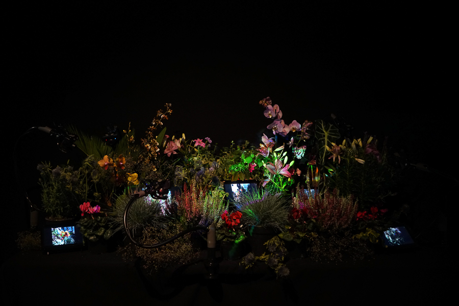 Lingdong Huang (China–USA) _ Ziwei Wu (China–UK), Mimicry, video installation, 2020, exhibition view at “Chimera Garden”, Goldsmiths, London, 2020 © Lingdong Huang _ Ziwei Wu