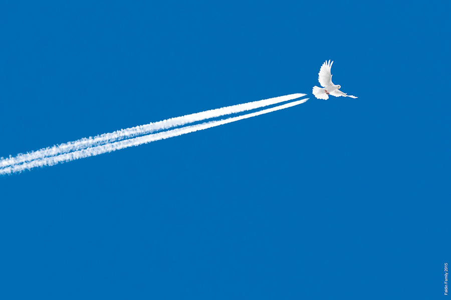 Peace. Плакат. © Фалдины